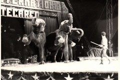 festival-del-circo-di-monte-carlo-1981-zacconer-019