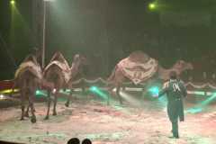 circo-africa-moira-orfei-junior-martino-cavallino-lecce-2026-foto-cantoro-13