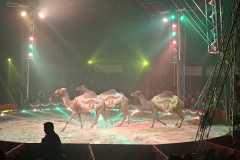 circo-africa-moira-orfei-junior-martino-cavallino-lecce-2026-foto-cantoro-14