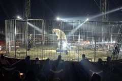 circo-africa-moira-orfei-junior-martino-cavallino-lecce-2026-foto-cantoro-15