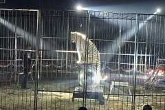 circo-africa-moira-orfei-junior-martino-cavallino-lecce-2026-foto-cantoro-16