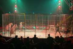 circo-africa-moira-orfei-junior-martino-cavallino-lecce-2026-foto-cantoro-17