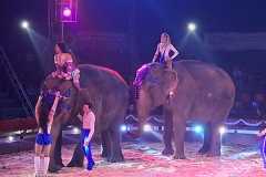 circo-africa-moira-orfei-junior-martino-cavallino-lecce-2026-foto-cantoro-20