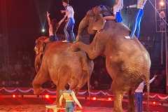 circo-africa-moira-orfei-junior-martino-cavallino-lecce-2026-foto-cantoro-22