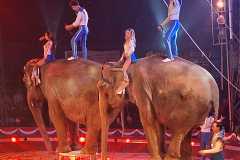 circo-africa-moira-orfei-junior-martino-cavallino-lecce-2026-foto-cantoro-23