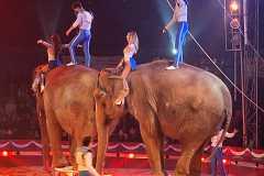 circo-africa-moira-orfei-junior-martino-cavallino-lecce-2026-foto-cantoro-24