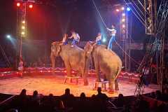 circo-africa-moira-orfei-junior-martino-cavallino-lecce-2026-foto-cantoro-25
