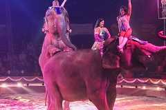circo-africa-moira-orfei-junior-martino-cavallino-lecce-2026-foto-cantoro-4