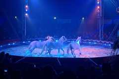 circo-africa-moira-orfei-junior-martino-cavallino-lecce-2026-foto-cantoro-6