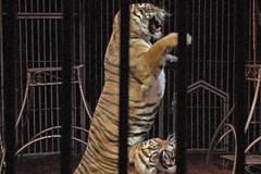 008-Tigri