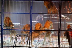 lions-jason-peters