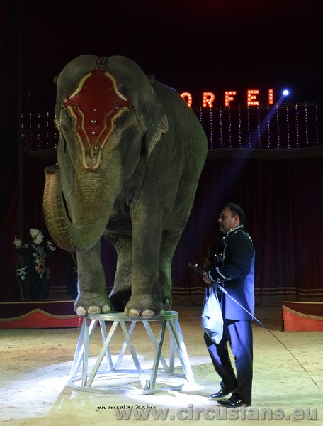 CIRCO GRECA ORFEI: SHOW A GIULIANO foto