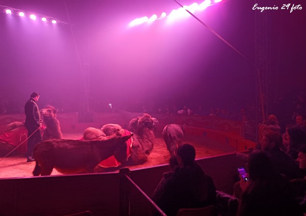 CIRCO MARINA ORFEI: Le foto dello spettacolo 2025