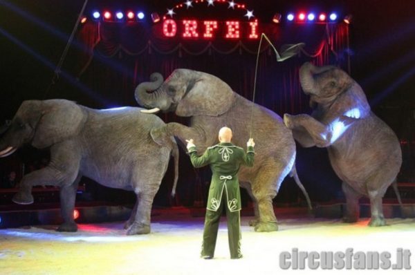 CIRCO DONNA ORFEI ALEX MEDINI ARRIVANO GLI ELEFANTI