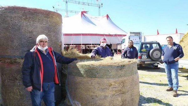 La Chianina dona dieci rotoballe al circo Rolando Orfei