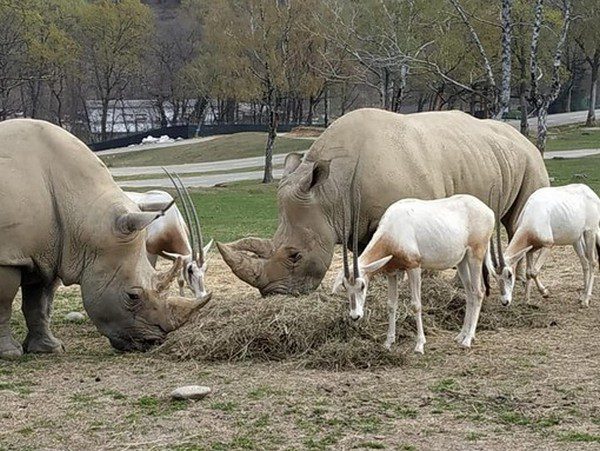 Safari Park di Pombia