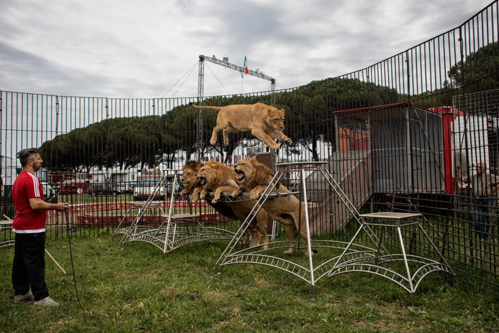 CIRCO RONY ROLLER SUL NEW YORK TIMES