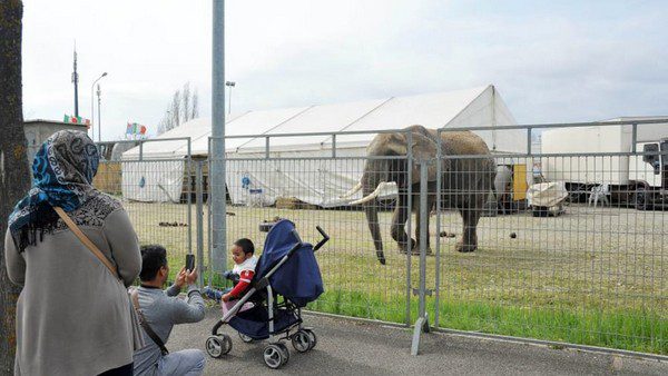 Elefante in una immagine di repertorio