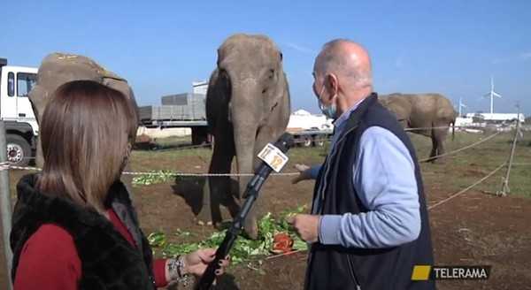 Circo Medrano: "I nostri amici animali hanno bisogno di cibo" (Video)