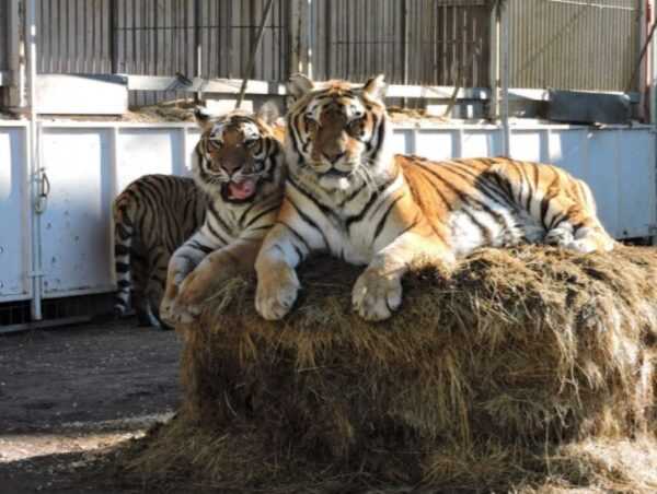 Circo in crisi, artisti e animali in grande sofferenza. Scatta la solidarietà