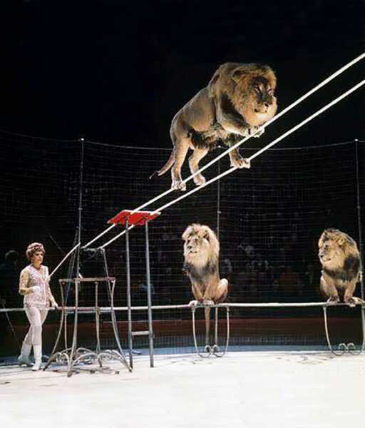 IRINA BUGRIMOVA - WORLD CIRCUS ARTIST