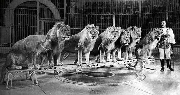 IRINA BUGRIMOVA - WORLD CIRCUS ARTIST