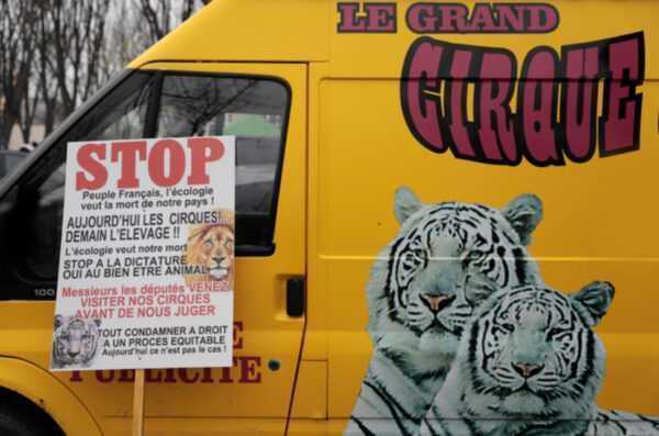 Manifestazione dei lavoratori del circo contro l'eliminazione degli animali dagli show: Foto e video