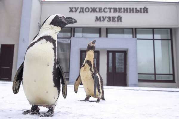 I pinguini del circo russo... vanno al museo