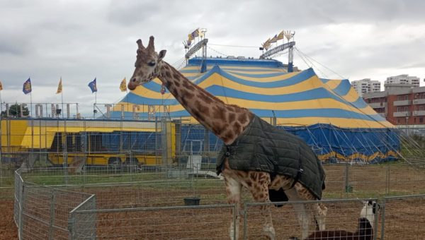 GLI ANIMALI ESOTICI DEL CIRCO MADAGASCAR