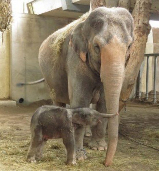 AL KNIES KINDERZOO E' NATO UN ELEFANTE