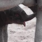 Cucciolo di elefante nato nello zoo di Copenaghen: video