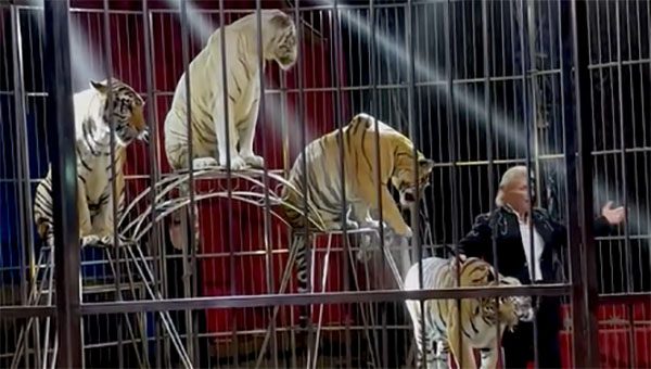 CIRCO DONATO ORFEI A PALERMO Jerry Nicolay