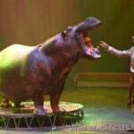 27° CIRCUS FESTIVAL OF ITALY: IN FOTO I DUE SPETTACOLI