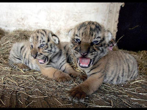 I cuccioli di tigre nati al Circo Darix Togni - Milano - 3/10/2004